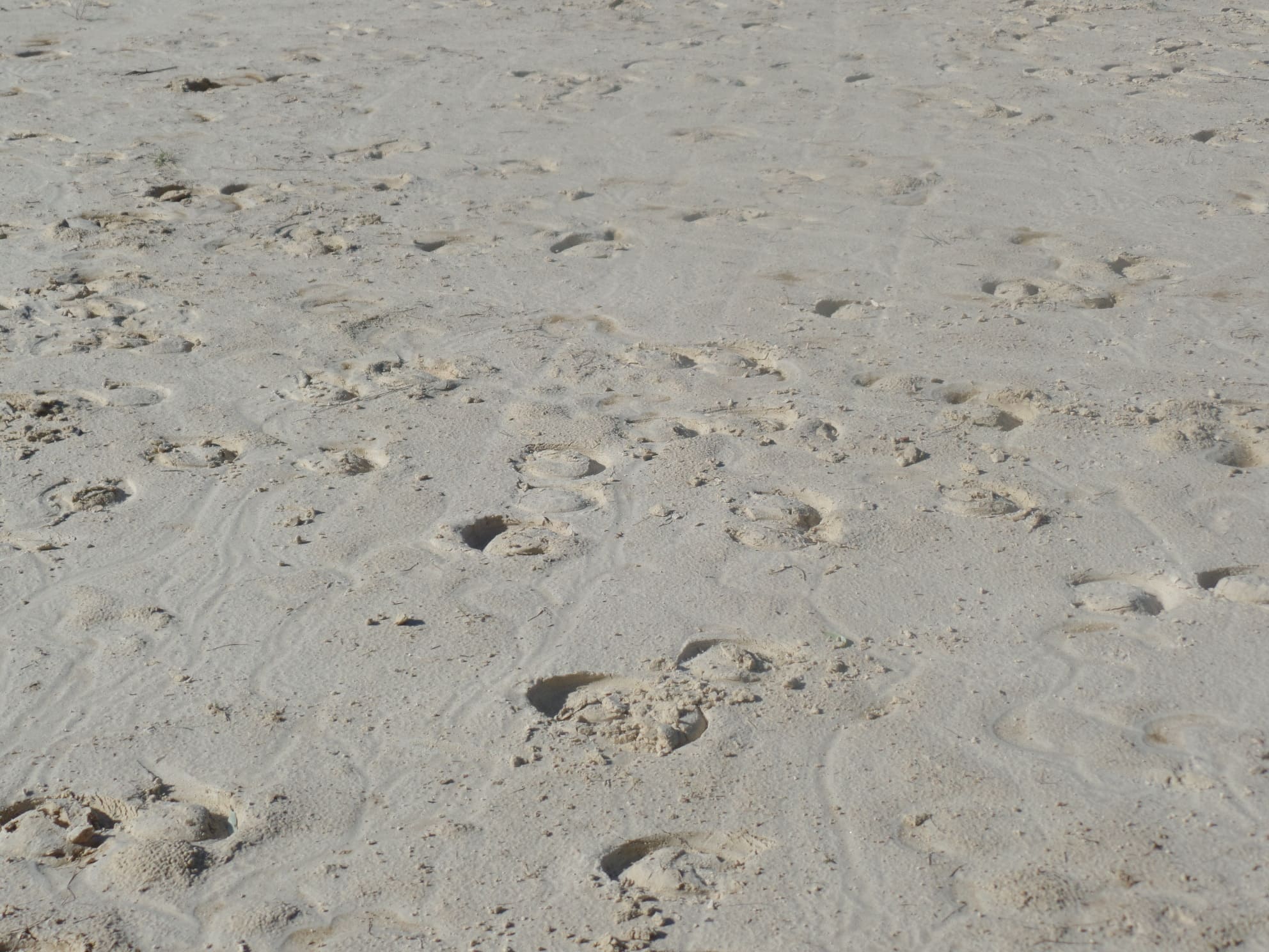 Sol équestre d'entrainement en sable fin